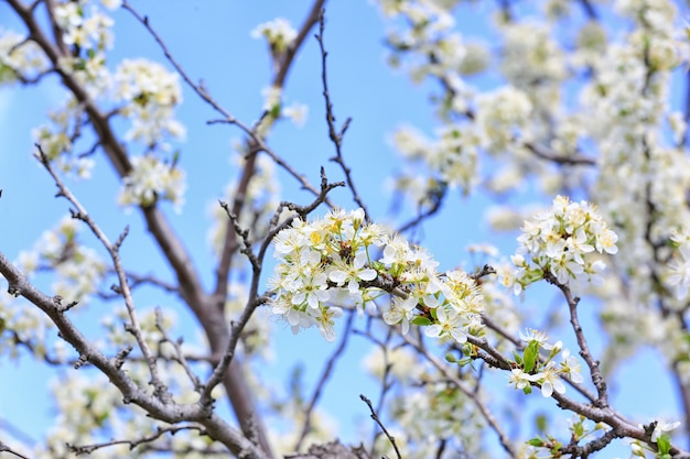 Bellissimo albero in fiore all'aperto il giorno di primavera, primo piano