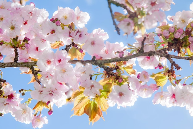 Bellissimo albero in fiore estivo