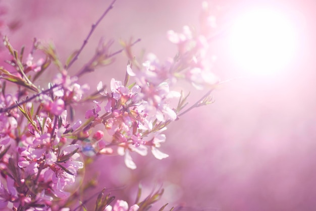 Bellissimo albero in fiore in uno sfondo rosa