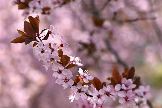 Bellissimo albero in fiore Primavera sfondo colorato con fiori Natura in primavera bella giornata di sole