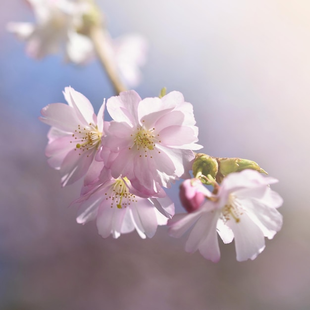 Bellissimo albero in fiore Scena della natura con il sole in una giornata di sole Fiori di primavera Sfondo Primavera