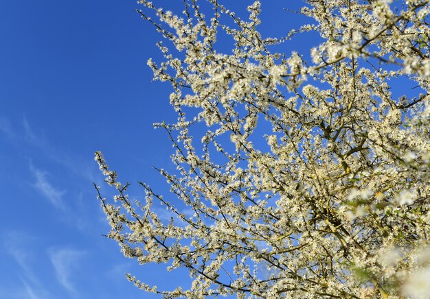 Bellissimo albero in fiore