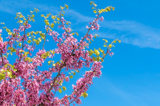 Bellissimo albero in fiore