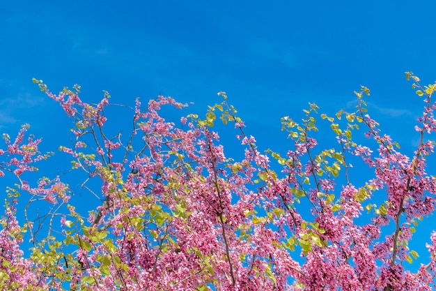 Bellissimo albero in fiore