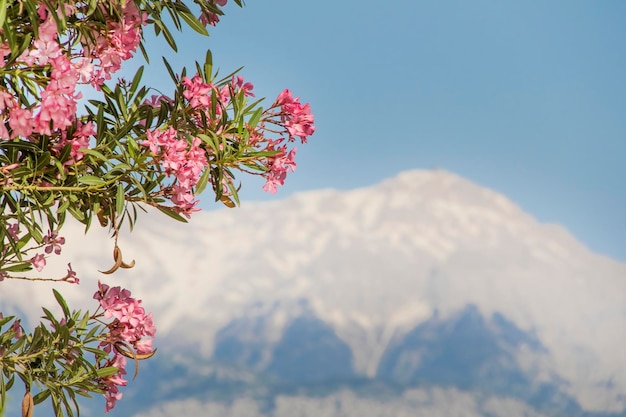 Bellissimo albero in fiore