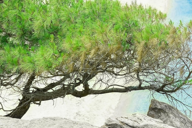 Bellissimo albero in riva al mare sullo sfondo della natura