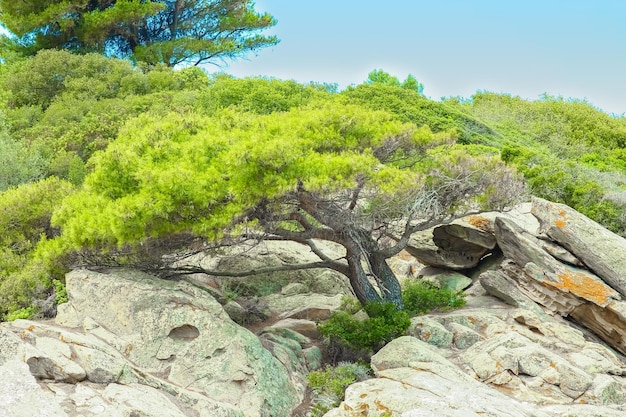 Bellissimo albero in riva al mare sullo sfondo della natura