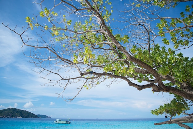 Bellissimo albero spiaggia di sabbia bianca