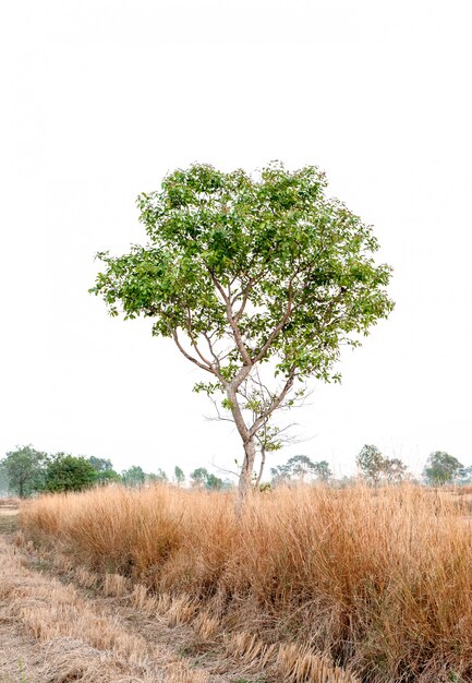 Bellissimo albero su uno sfondo bianco Concetto naturale