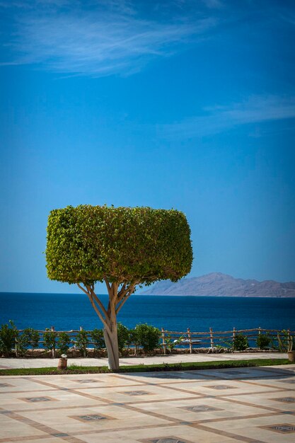 Bellissimo albero sullo sfondo del mare