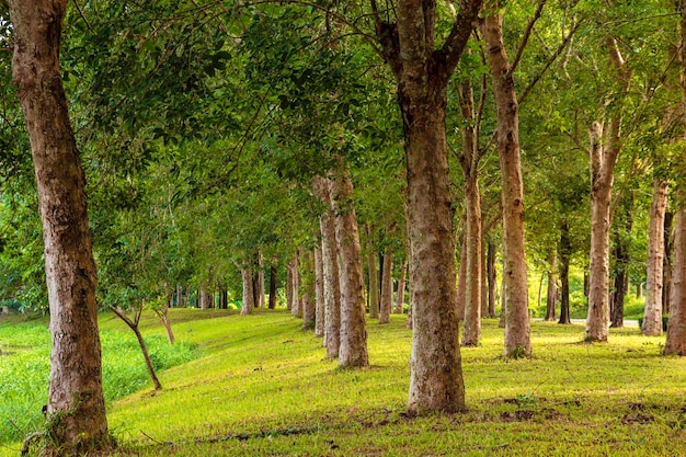 Bellissimo albero verde nel parco