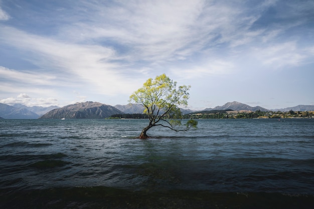 Bellissimo albero Wanaka in un lago in Nuova Zelanda