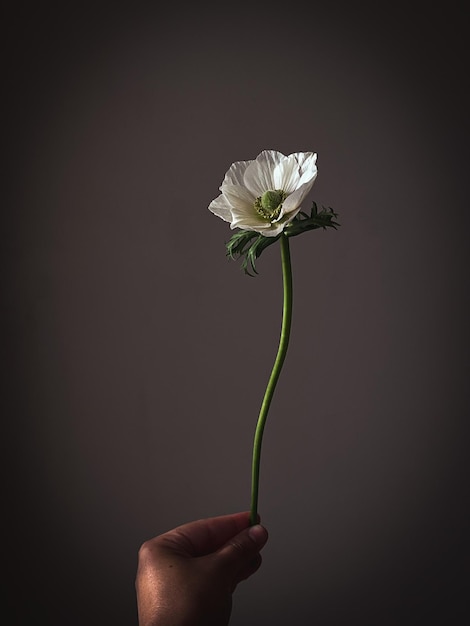 Bellissimo anemone bianco in mano su sfondo rustico lunatico Elegante fiore still life composizione artistica Carta da parati floreale verticale