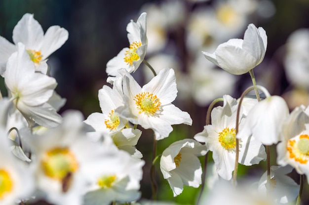 Bellissimo anemone in giardino