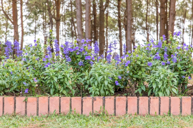 Bellissimo angolo del piccolo giardino con fiori, decorazione giardinaggio e abbellimento