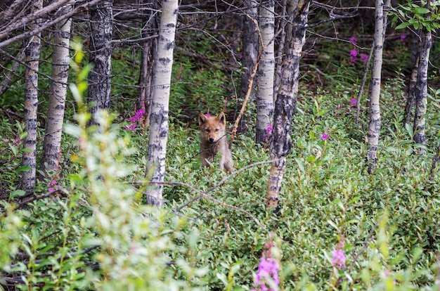 Bellissimo animale selvatico nella parte anteriore. Volpe artica in Alaska.