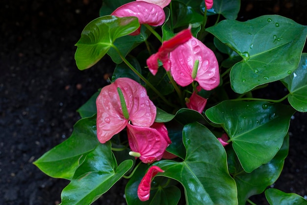 Bellissimo Anthurium rosa in fiore all'aperto