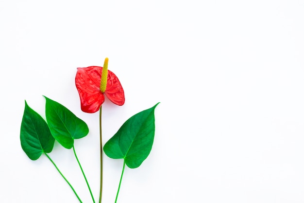 Bellissimo anthurium rosso con foglie verdi su sfondo bianco, minimalismo. Posto per il testo.