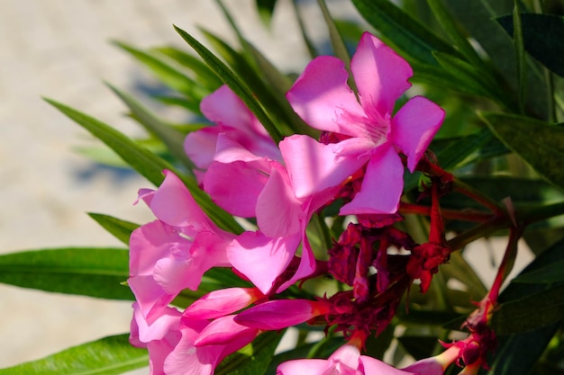 Bellissimo arbusto con fiori che sbocciano primo piano