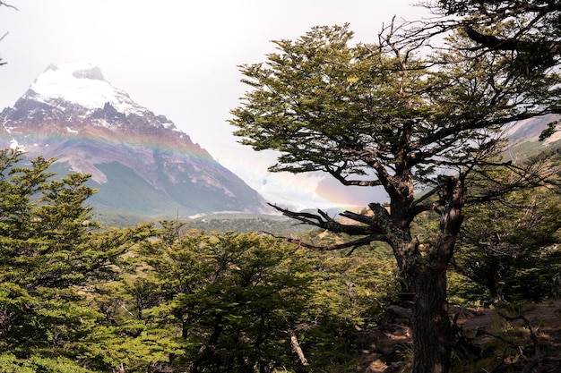 bellissimo arcobaleno in montagna e foresta in Patagonia Argentina