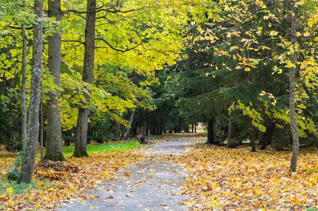 Bellissimo autunno in un parco cittadino. Aceri colorati e abeti, panchina vuota. Bella scena della natura alla stagione autunnale. Parco d'autunno in Bielorussia