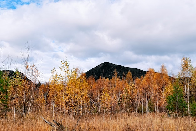 Bellissimo autunno nella foresta di betulle gialle a Kaluga in Russia.