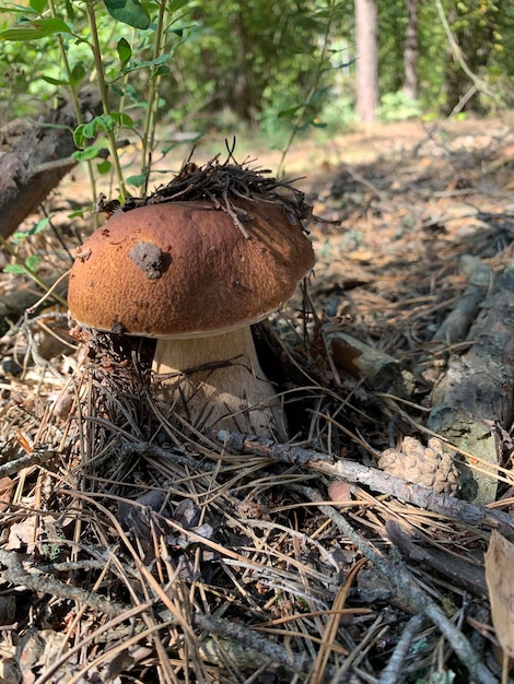 Bellissimo banner di funghi bianchi boletus edulis in muschio verde. Sfondo di funghi di bosco.