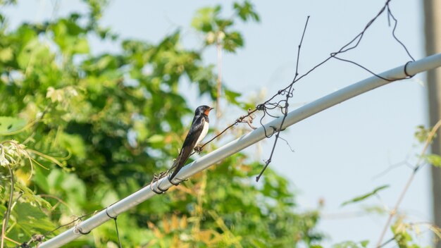 Bellissimo Barn Swallow (Hirundo rustica) si siede su un cavo in strada. Anapa, Russia.