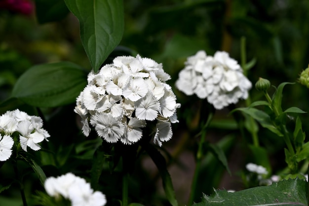 Bellissimo bianco con bordi bianchi fiore di garofano macrofotografia da vicino e sfondo verde fiore di carofano per casa e giardino