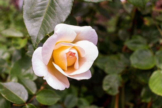 Bellissimo bocciolo di rosa bianca in giardino