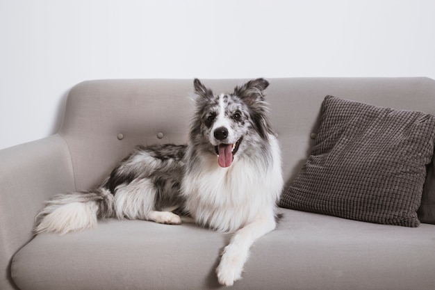 Bellissimo border collie sul divano