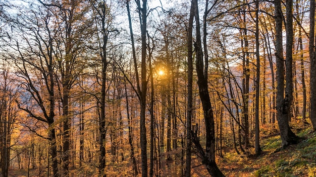 Bellissimo bosco autunnale. Krasnaja Polyana, Russia.