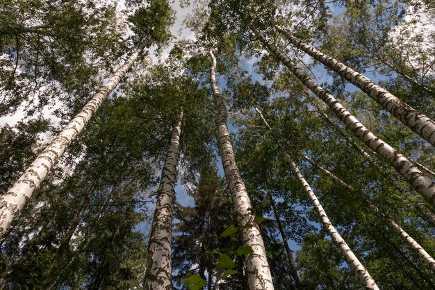 Bellissimo bosco di betulle in primavera o in estate in una giornata di sole