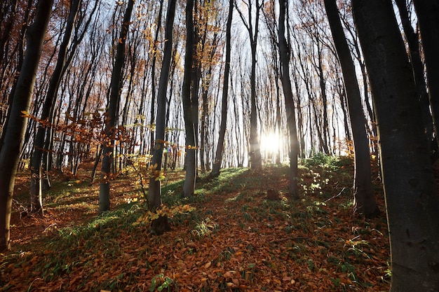 Bellissimo bosco di faggi autunnali. Carpazi, Ucraina