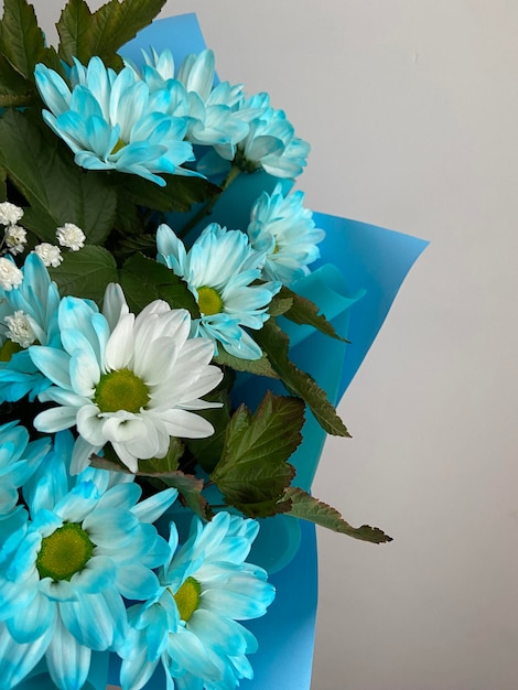 Bellissimo bouquet di crisantemi bianchi e blu con foglie su sfondo grigio