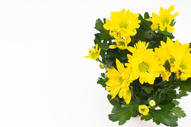 Bellissimo bouquet di crisantemo giallo su sfondo bianco. vista dall'alto, copia dello spazio. Carta floreale. Concetto di vacanza