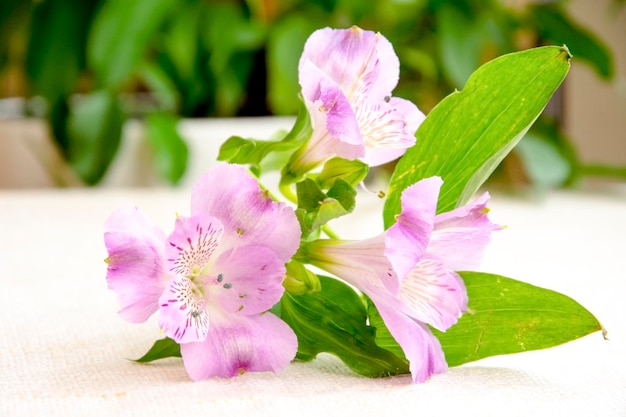 Bellissimo bouquet di fiori di alstroemeria bianchi e rosa su tela di lino