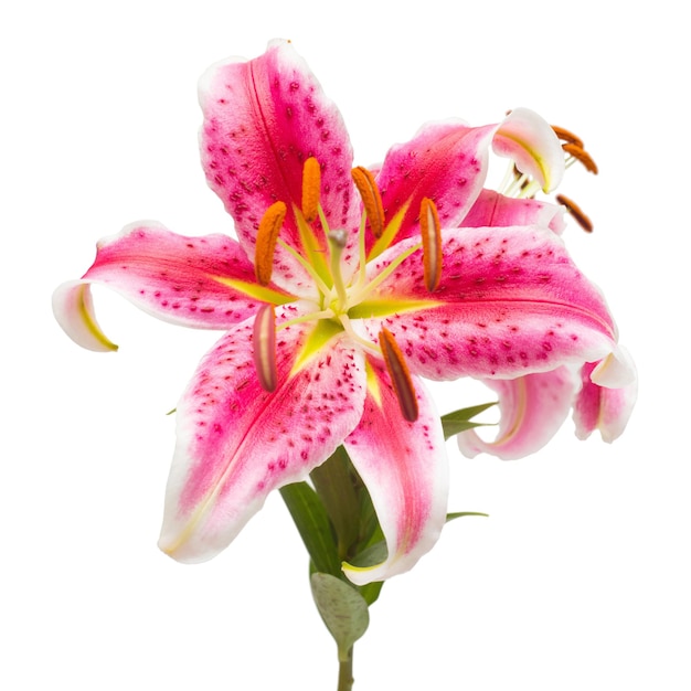 Bellissimo bouquet di fiori di giglio rosa isolato su sfondo bianco. Forma di una stella marina. Disposizione piatta, vista dall'alto