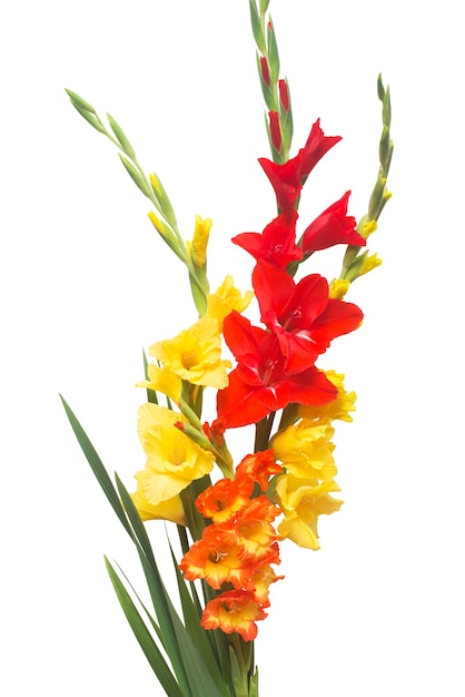 Bellissimo bouquet di fiori di gladiolo multicolori isolati su sfondo bianco. Giallo, rosso, arancione, verde