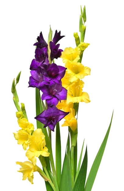 Bellissimo bouquet di fiori di gladiolo multicolori viola e gialli isolati su sfondo bianco. Motivo floreale, oggetto. Concetto di natura. Vista piana e dall'alto