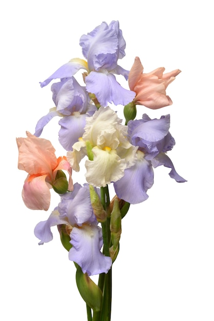 Bellissimo bouquet di fiori di iris isolati su sfondo bianco. Pasqua. Estate. Primavera. Vista piana e dall'alto. Amare. San Valentino. Motivo floreale, oggetto. Concetto di natura