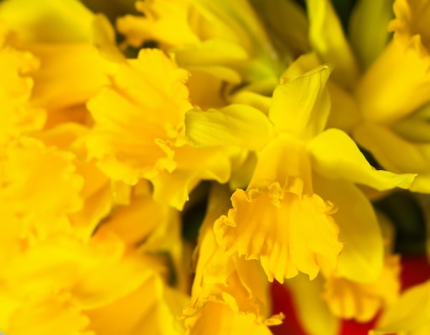 Bellissimo bouquet di fiori di narciso giallo primaverile o narcisi