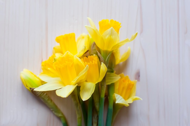 Bellissimo bouquet di fiori di narciso giallo primaverile