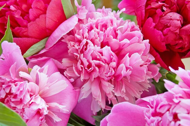 Bellissimo bouquet di fiori di peonia