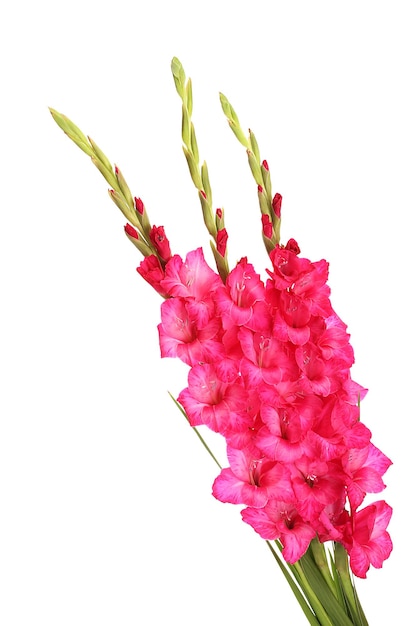 Bellissimo bouquet di gladioli rosa, isolato su bianco