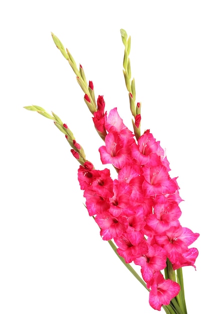 Bellissimo bouquet di gladioli rosa, isolato su bianco