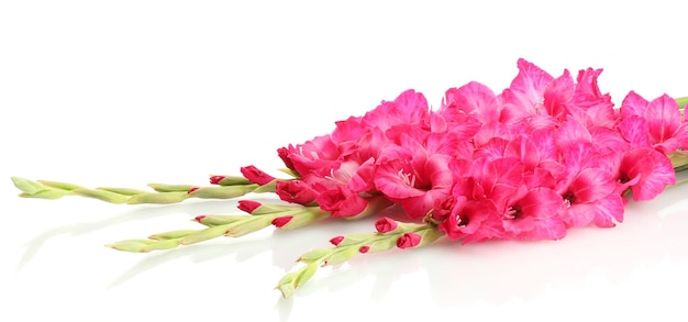 Bellissimo bouquet di gladioli rosa, isolato su bianco