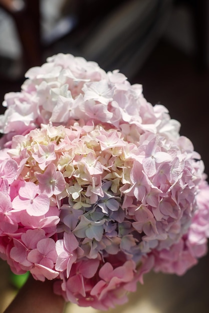 Bellissimo bouquet di ortensie nelle mani da vicino in una stanza soleggiata Buona festa della mamma e festa della donna