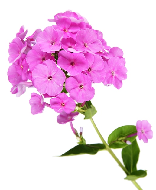 Bellissimo bouquet di phlox isolato su bianco