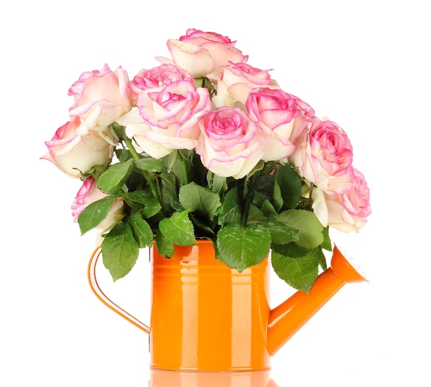 Bellissimo bouquet di rose rosa in annaffiatoio, isolato su bianco